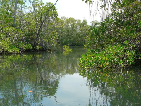 121- Dans la mangrove aux tortues 